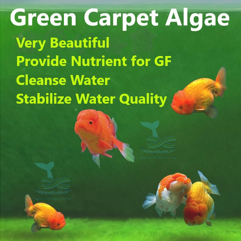 Green Carpet Hair Algae Seed Spore for Gold Fish Green Carpet Tank HappyFishLife - Image 2