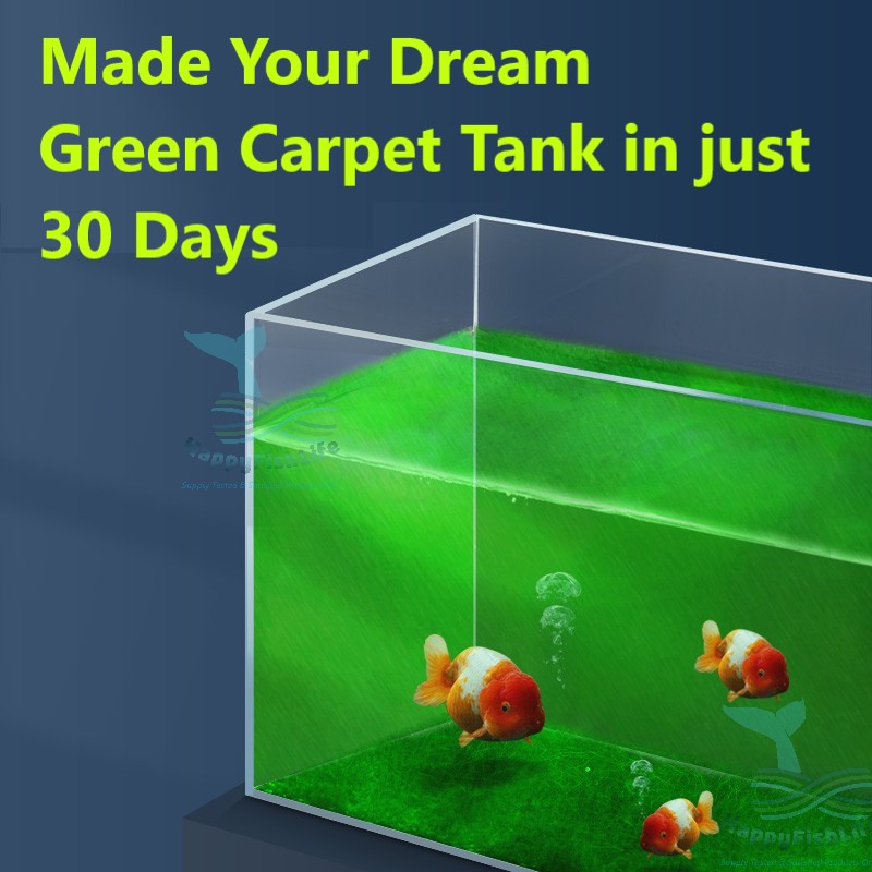 Green Carpet Hair Algae Seed Spore for Gold Fish Green Carpet Tank HappyFishLife - Image 3