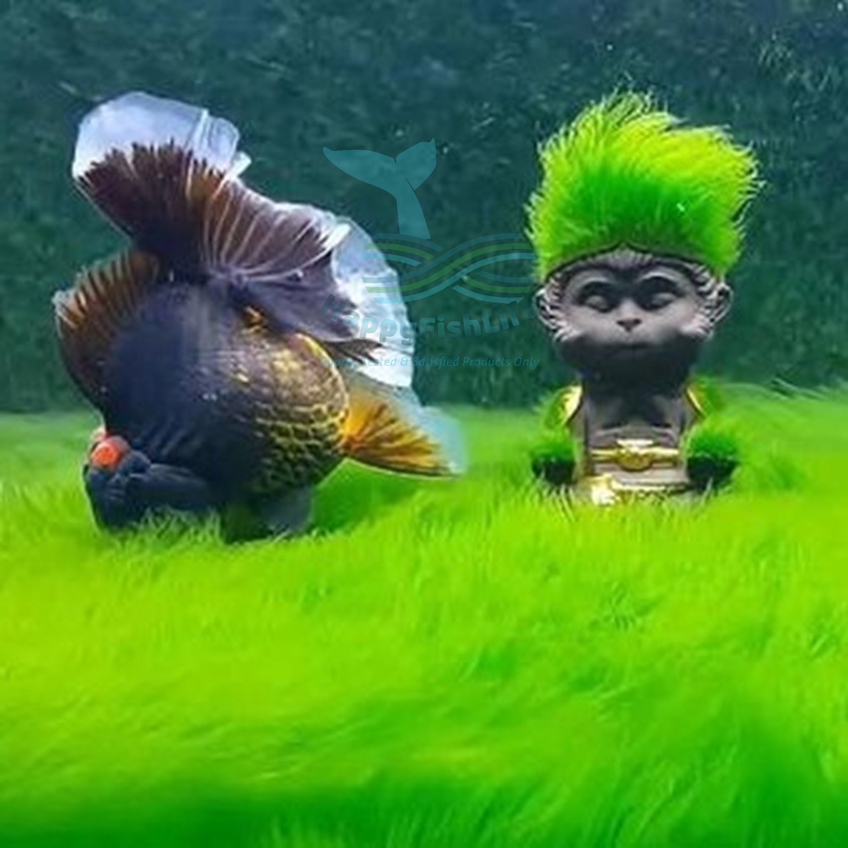 Green Carpet Hair Algae Seed Spore for Gold Fish Green Carpet Tank HappyFishLife - Image 5