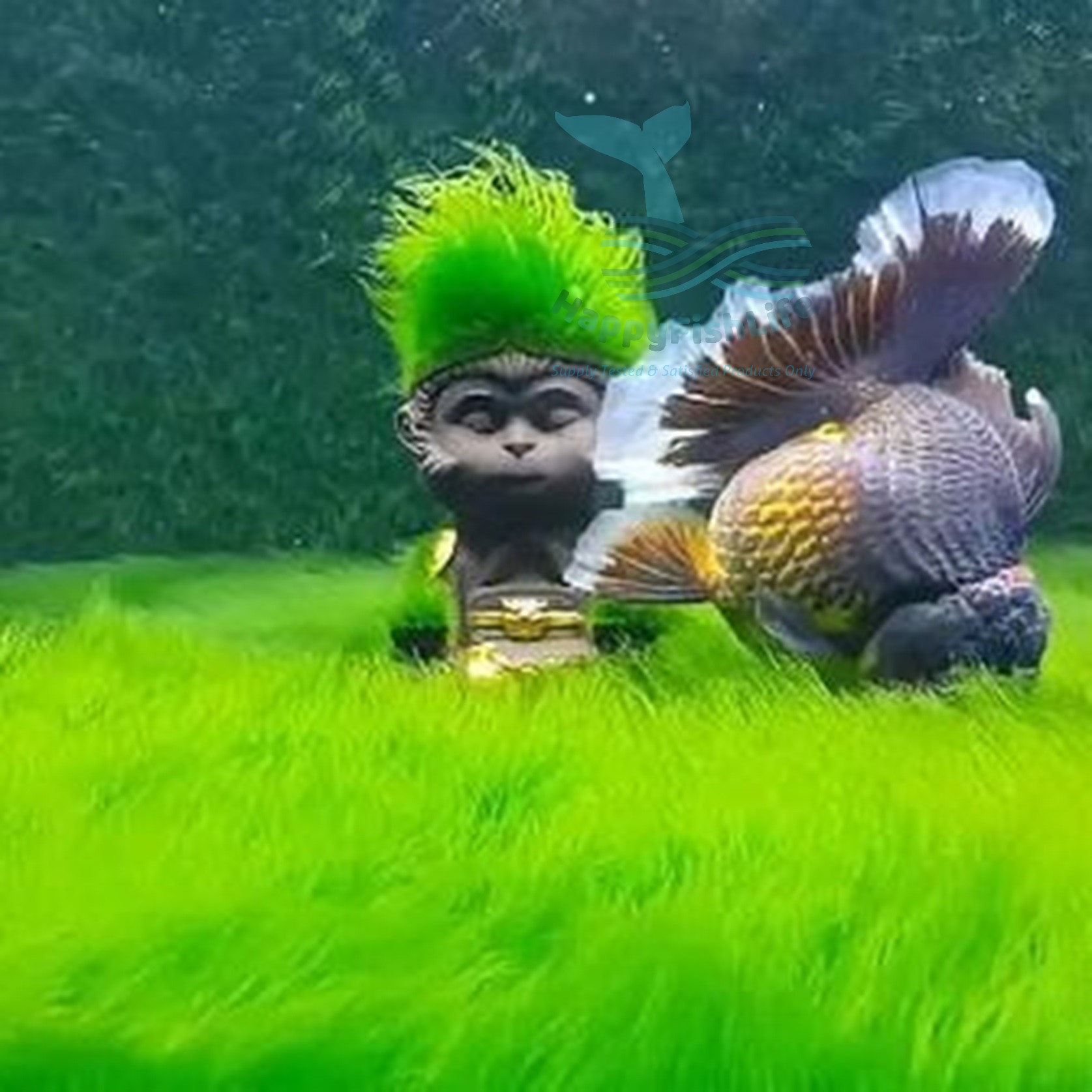 Green Carpet Hair Algae Seed Spore for Gold Fish Green Carpet Tank HappyFishLife - Image 6