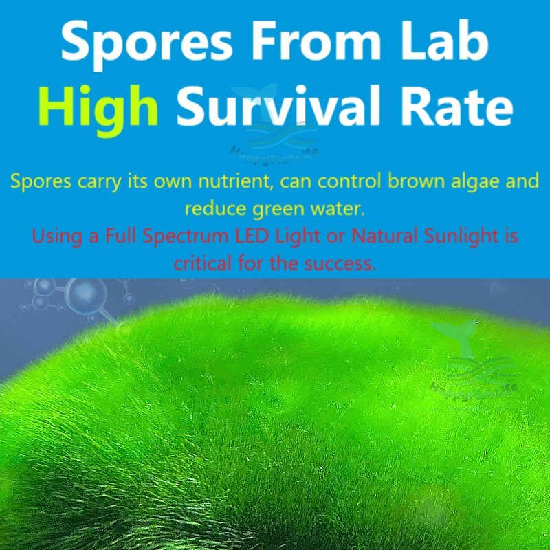 Green Carpet Hair Algae Seed Spore for Gold Fish Green Carpet Tank HappyFishLife - Image 4
