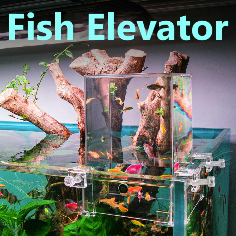Negative Pressure Fish Elevator Tank 鱼缸负压缸 Akuarium Lif Ikan Tank Tekanan Negative Tank Terbalik Voonline HappyFishLife