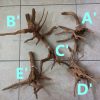 Aquascape Hardscape Root Wood Driftwood Spiderwood deco 杜鹃根 HappyFishLife - Image 2