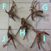 Aquascape Hardscape Root Wood Driftwood Spiderwood deco 杜鹃根 HappyFishLife - Image 3