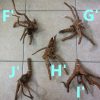 Aquascape Hardscape Root Wood Driftwood Spiderwood deco 杜鹃根 HappyFishLife - Image 4