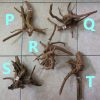 Aquascape Hardscape Root Wood Driftwood Spiderwood deco 杜鹃根 HappyFishLife - Image 7