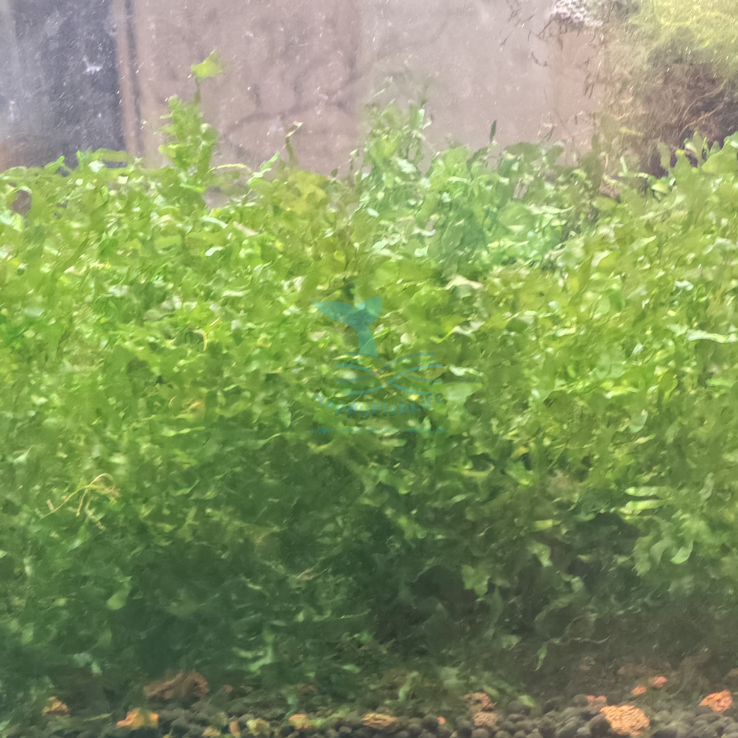 HappyFishLife Pelia Moss Home Grown Tanaman Rumah - Image 2