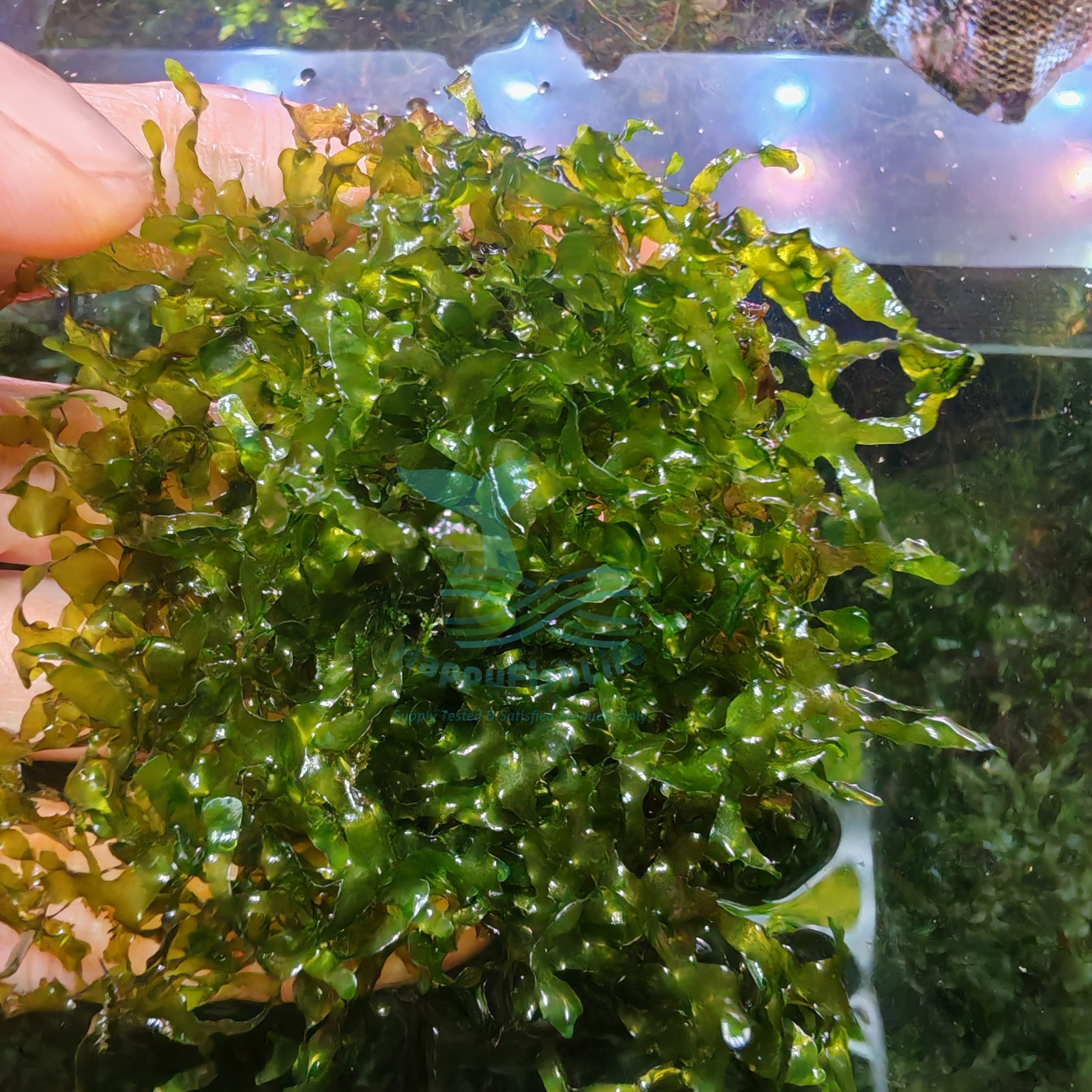 HappyFishLife Pelia Moss Home Grown Tanaman Rumah