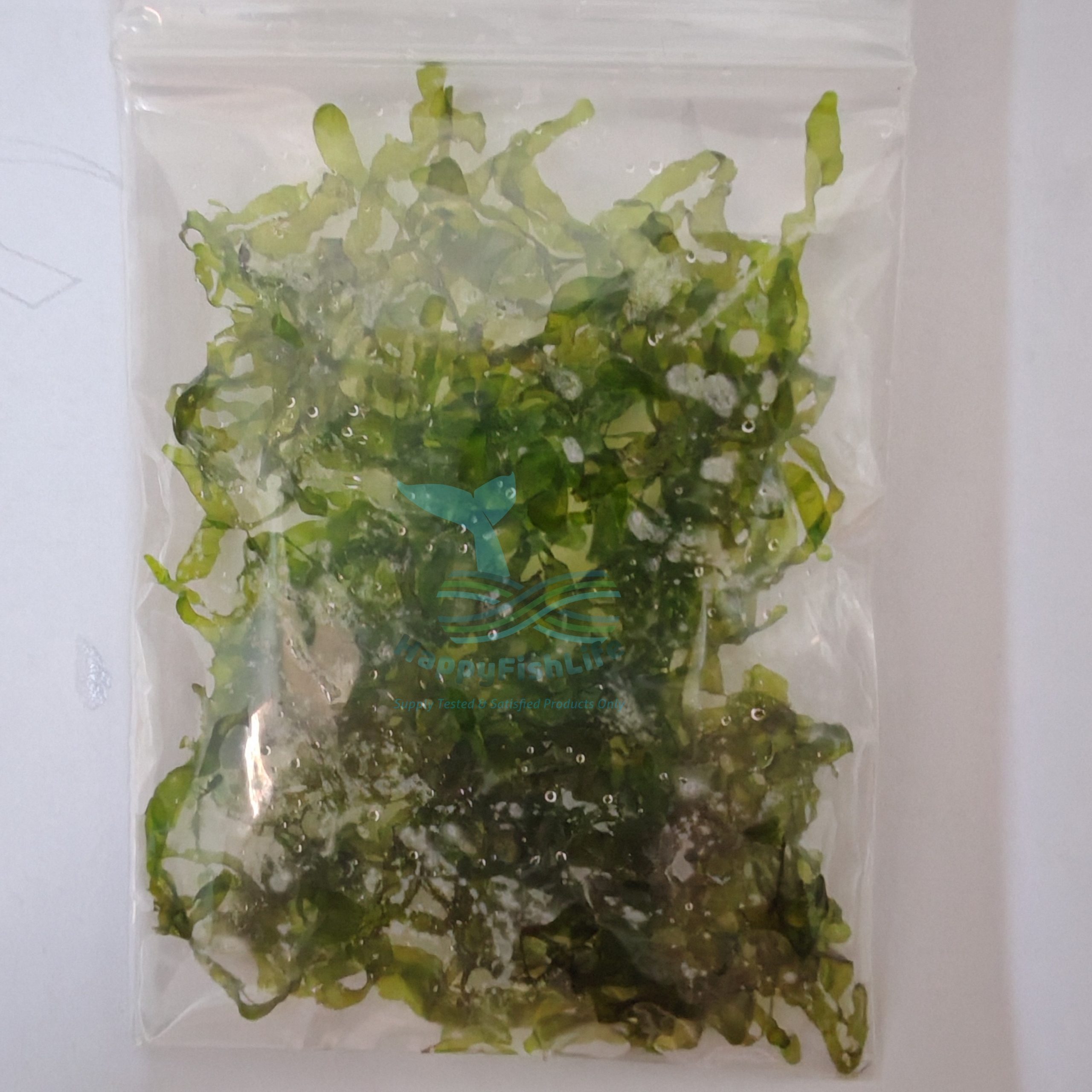 HappyFishLife Pelia Moss Home Grown Tanaman Rumah - Image 4