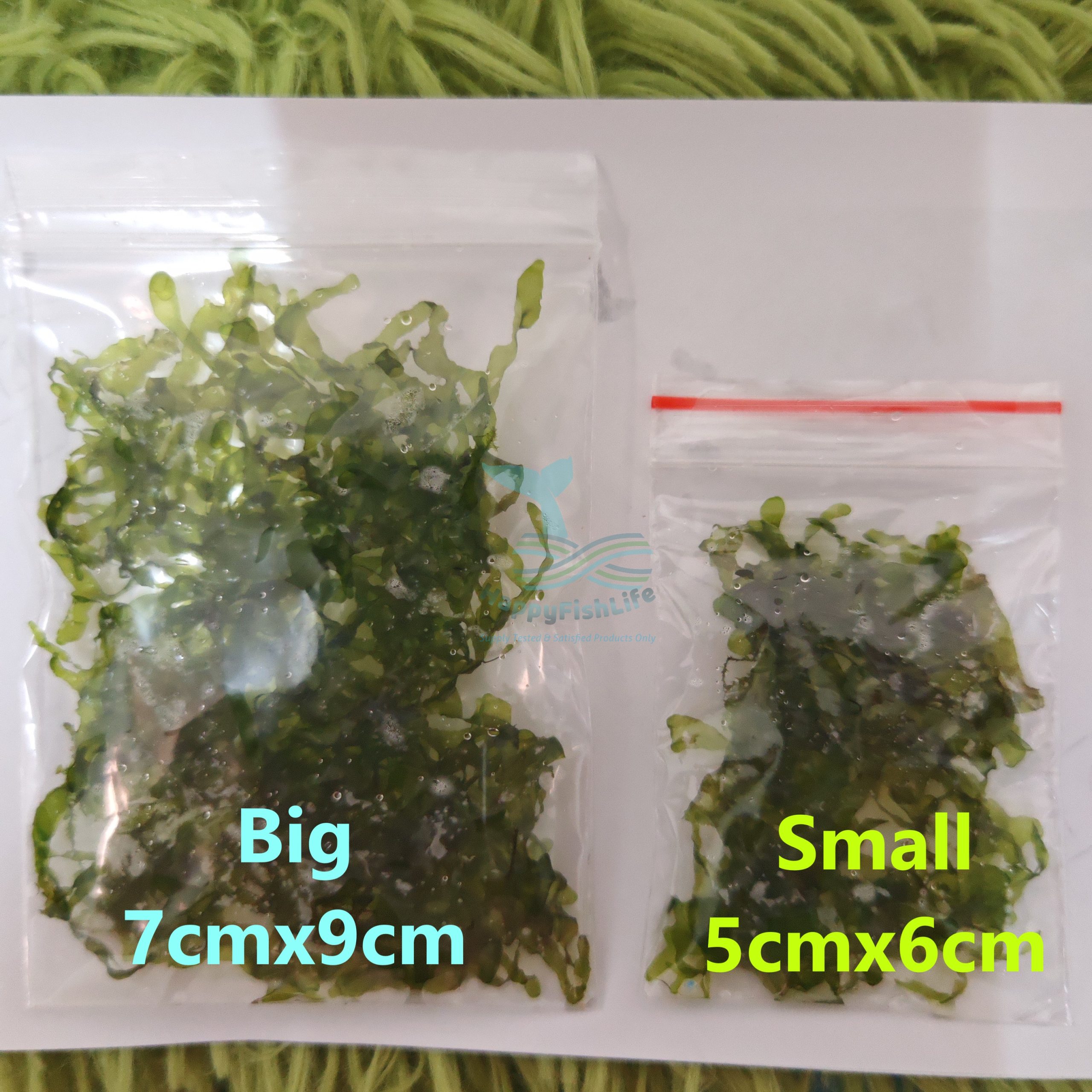 HappyFishLife Pelia Moss Home Grown Tanaman Rumah - Image 3