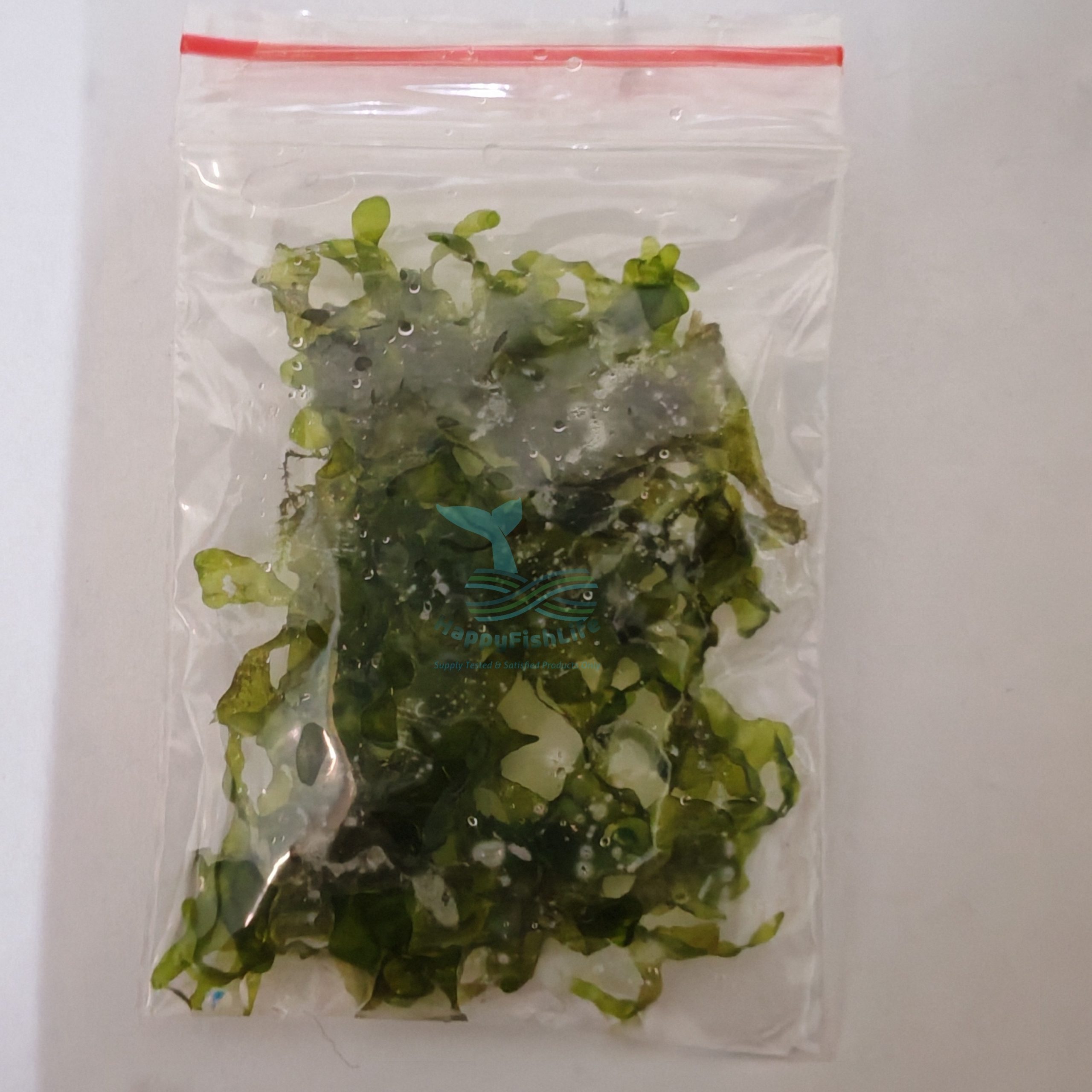 HappyFishLife Pelia Moss Home Grown Tanaman Rumah - Image 5