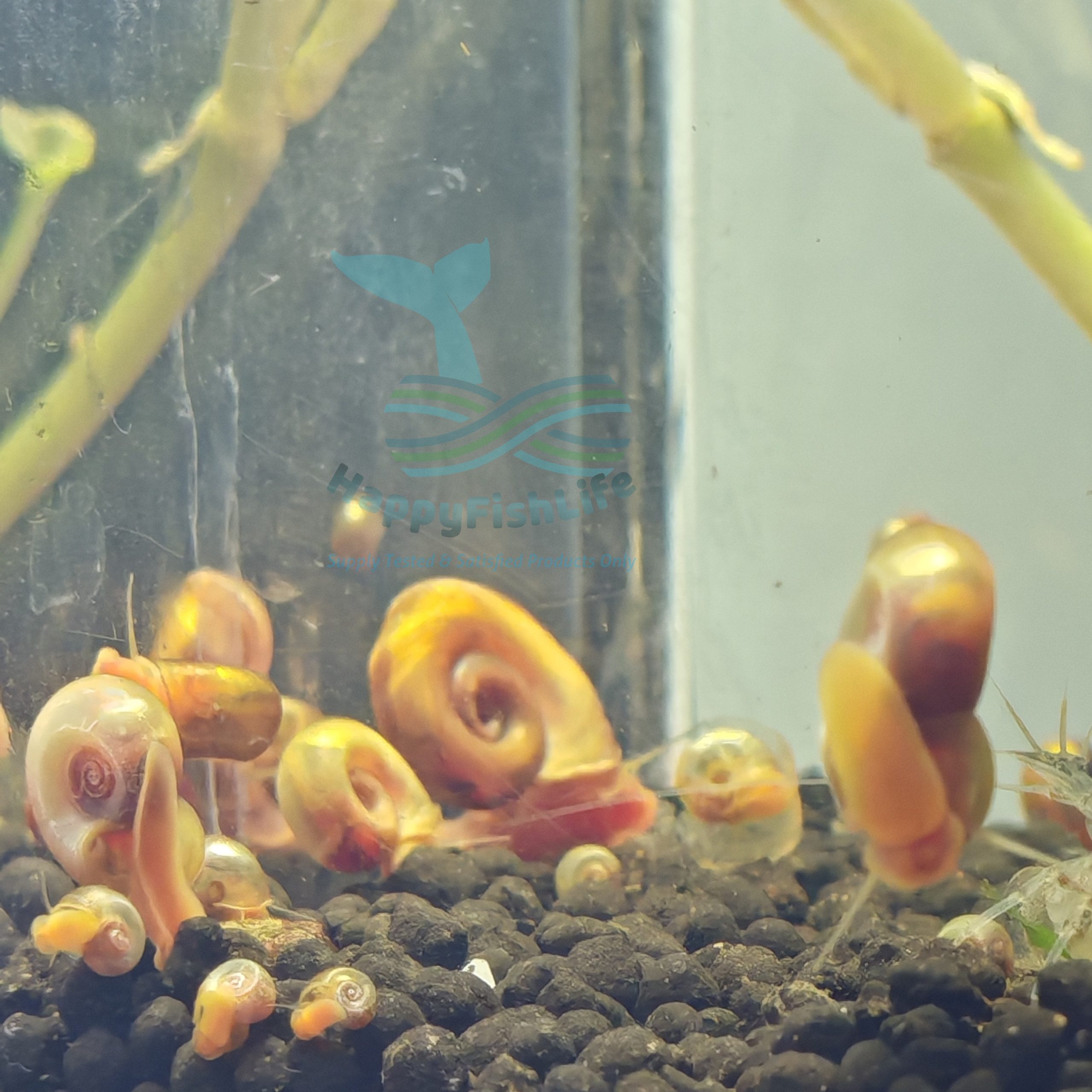 Apple Snail Siput Epal Algae Eater Cleaner Home Grown Pesticide Free Shrimp Safe - Image 2