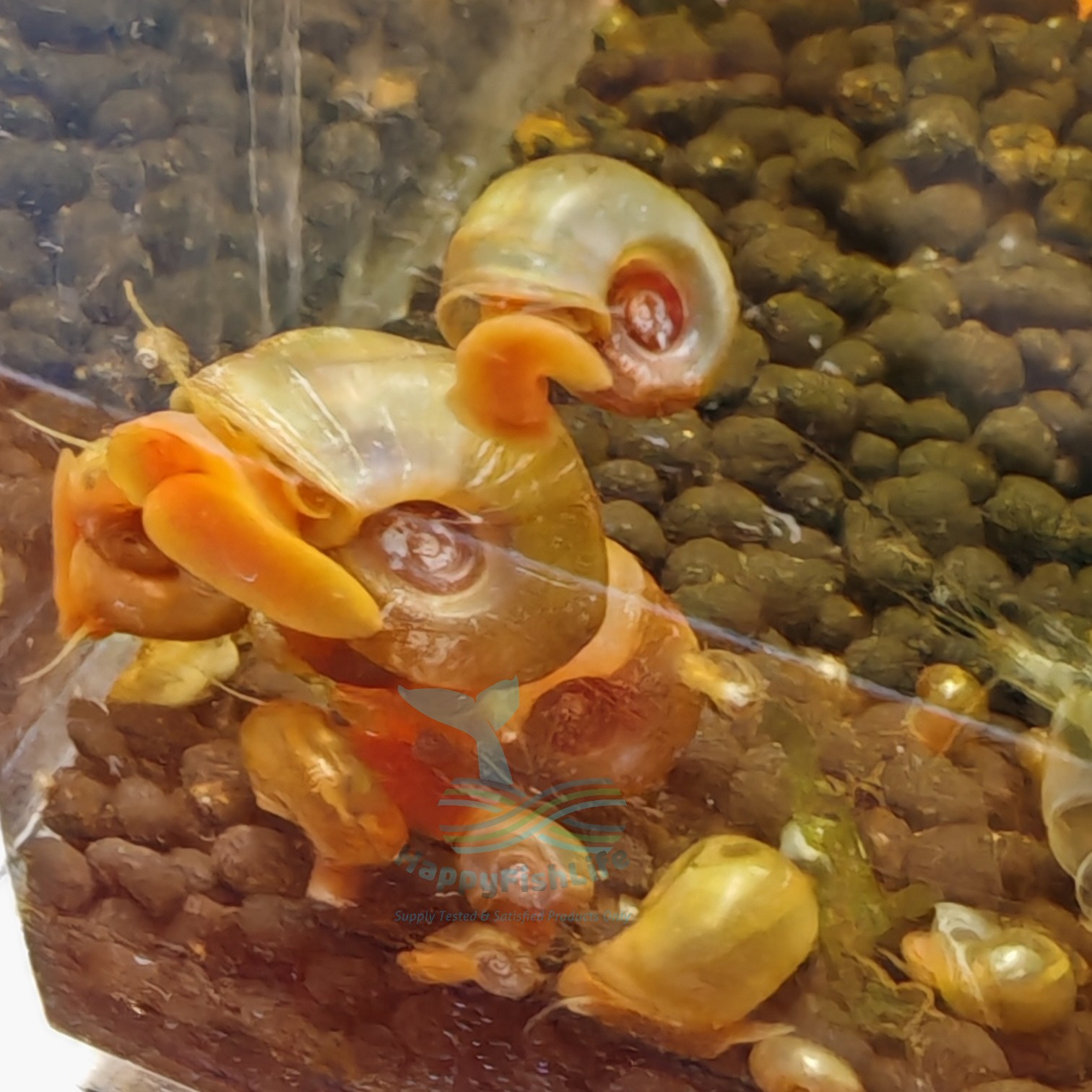 Apple Snail Siput Epal Algae Eater Cleaner Home Grown Pesticide Free Shrimp Safe - Image 3