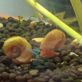 Apple Snail Siput Epal Algae Eater Cleaner Home Grown Pesticide Free Shrimp Safe